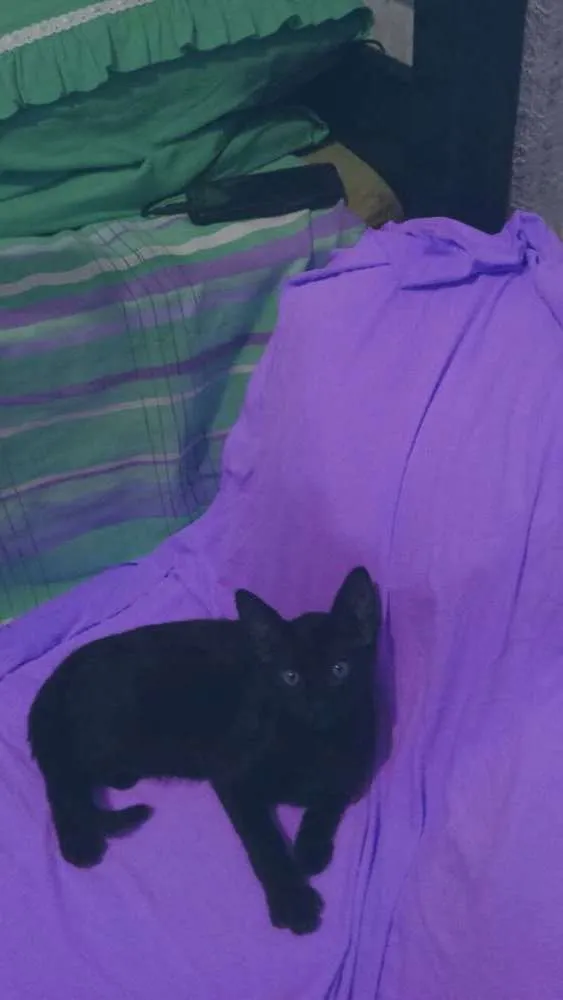 Gato ra a Srd idade 2 a 6 meses nome Amora