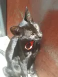 Amora