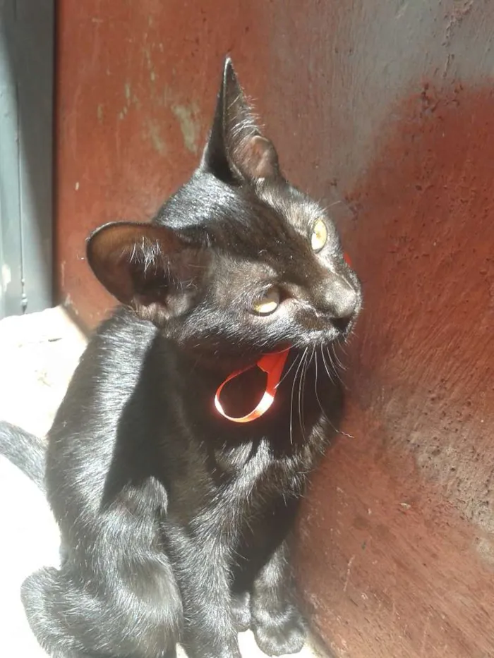 Gato ra a Srd idade 2 a 6 meses nome Amora