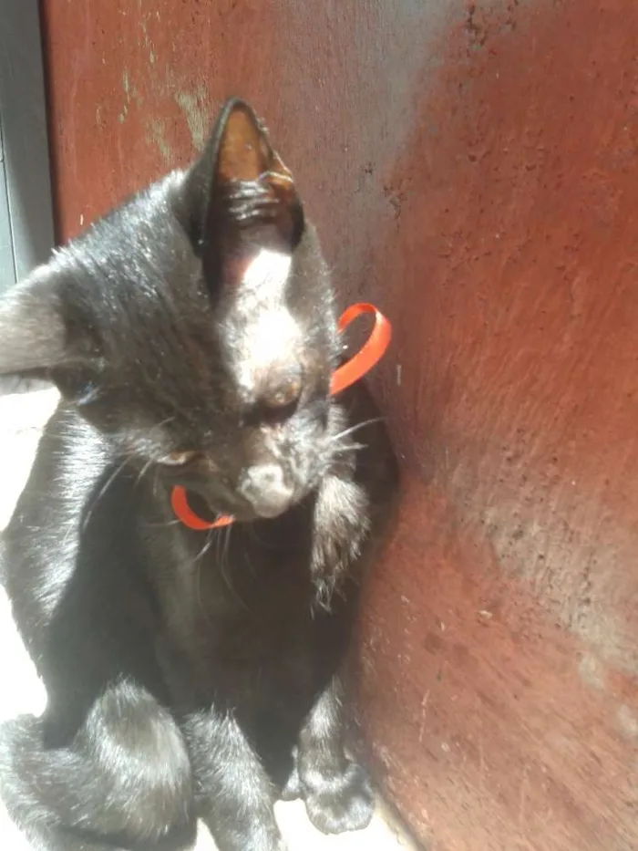 Gato ra a Srd idade 2 a 6 meses nome Amora