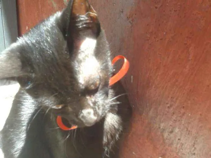 Gato ra a Srd idade 2 a 6 meses nome Amora