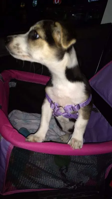 Cachorro ra a Vira Lata idade 2 a 6 meses nome Elsa