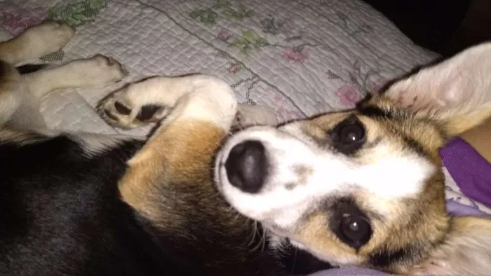 Cachorro ra a Vira Lata idade 2 a 6 meses nome Elsa