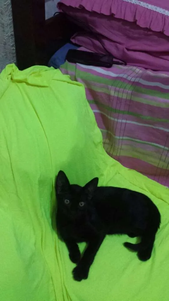Gato ra a Srd idade 2 a 6 meses nome Amora