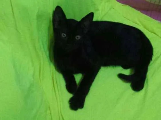 Gato ra a Srd idade 2 a 6 meses nome Amora