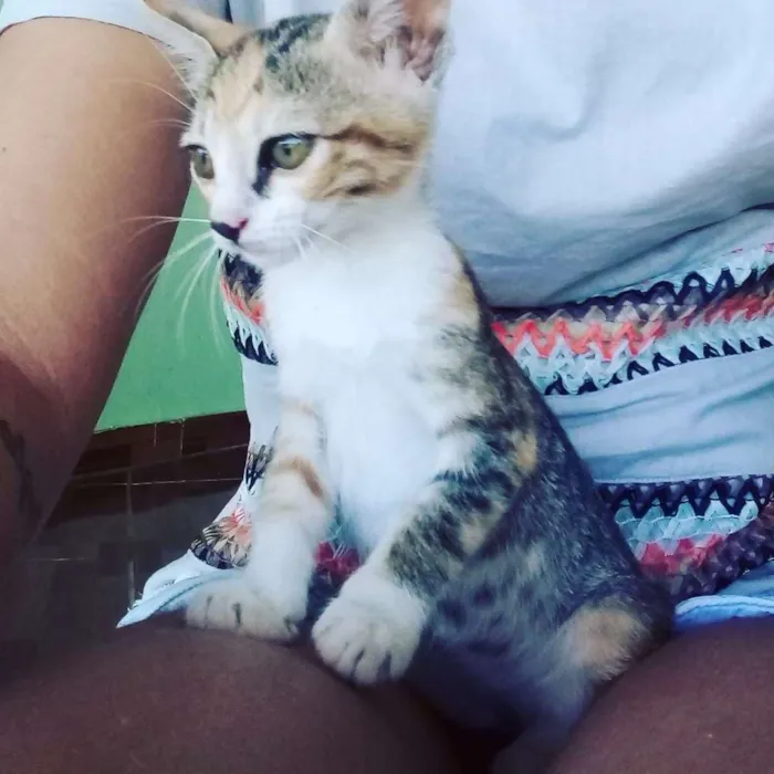 Gato ra a  idade Abaixo de 2 meses nome Sem nome definido