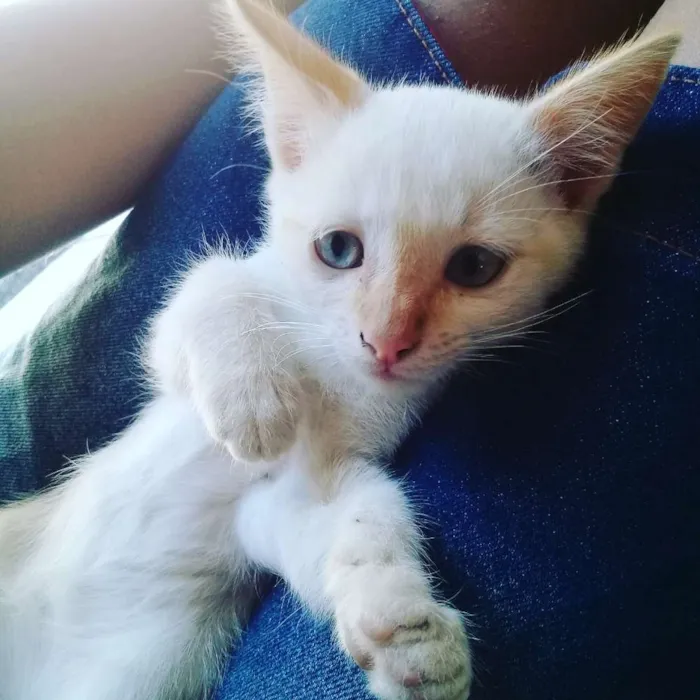 Gato ra a  idade Abaixo de 2 meses nome Sem nome definido