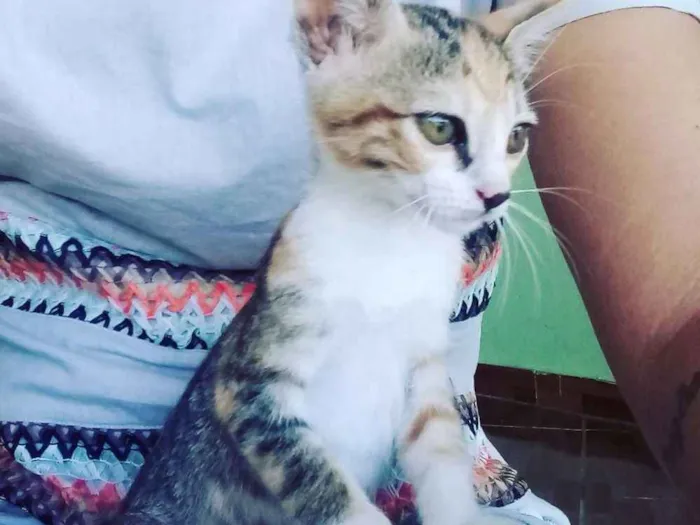 Gato ra a  idade Abaixo de 2 meses nome Sem nome definido