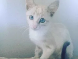 Gato raça  idade Abaixo de 2 meses nome Sem nome definido