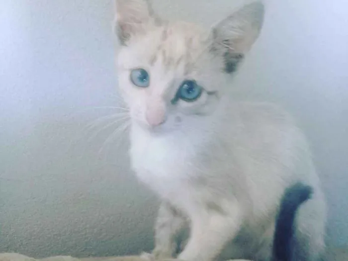 Gato ra a  idade Abaixo de 2 meses nome Sem nome definido