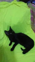 Amora