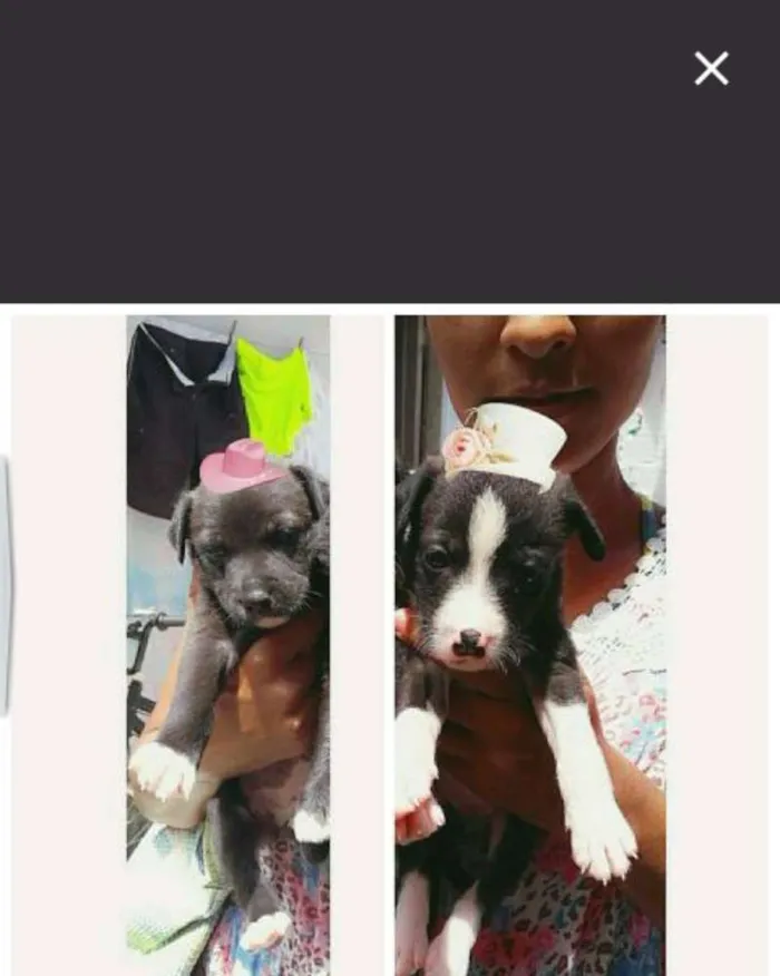 Cachorro raça Sem raça idade Abaixo de 2 meses nome Sem nomes