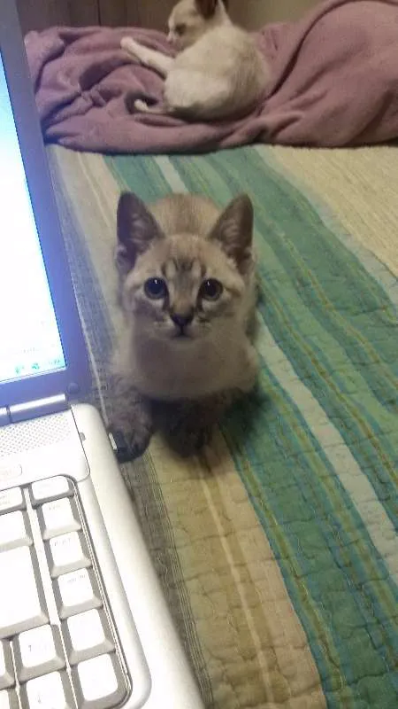 Gato ra a SRD idade 2 a 6 meses nome Tina