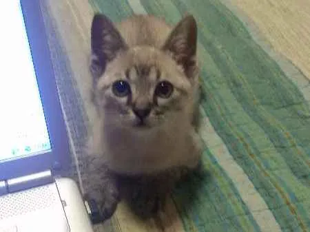 Gato ra a SRD idade 2 a 6 meses nome Tina