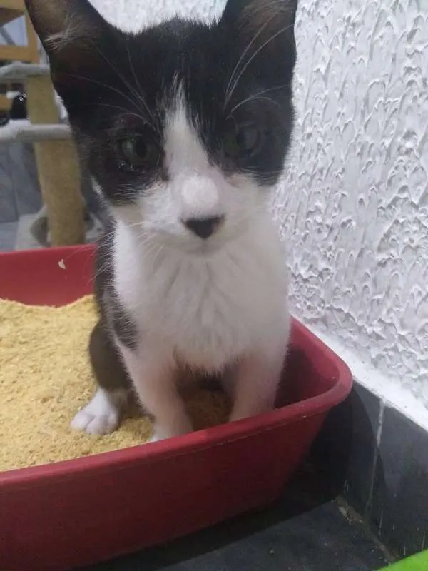 Gato ra a SRD idade 2 a 6 meses nome Paul 
