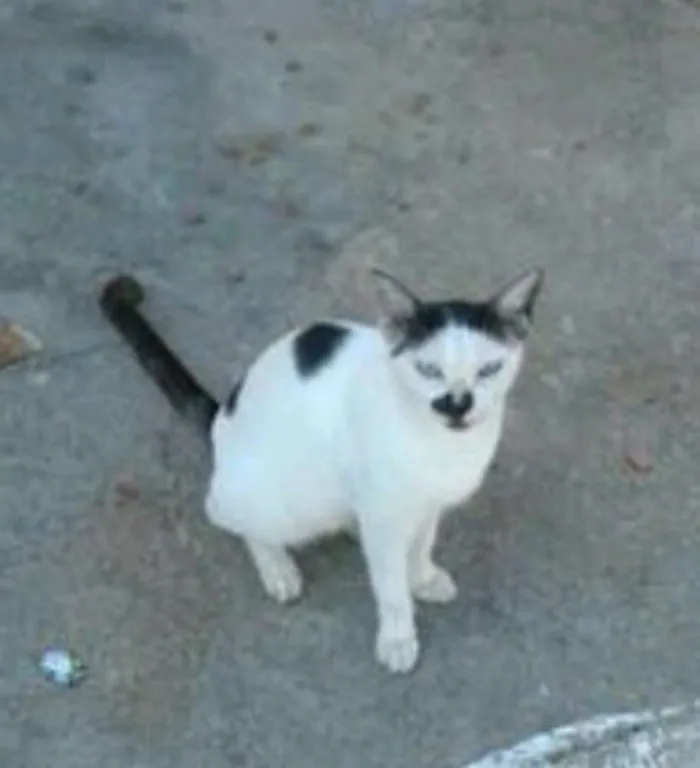 Gato raça Sem raça idade Abaixo de 2 meses nome Narizinho 