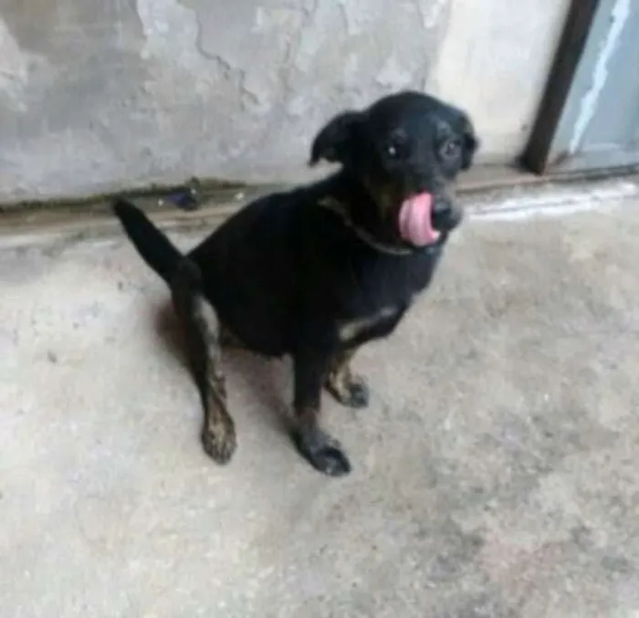 Cachorro raça Viralata idade 2 a 6 meses nome Pretinho