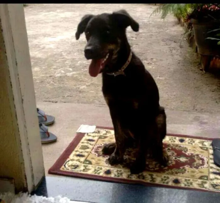 Cachorro raça Viralata idade 2 a 6 meses nome Pretinho