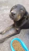 Pretinho