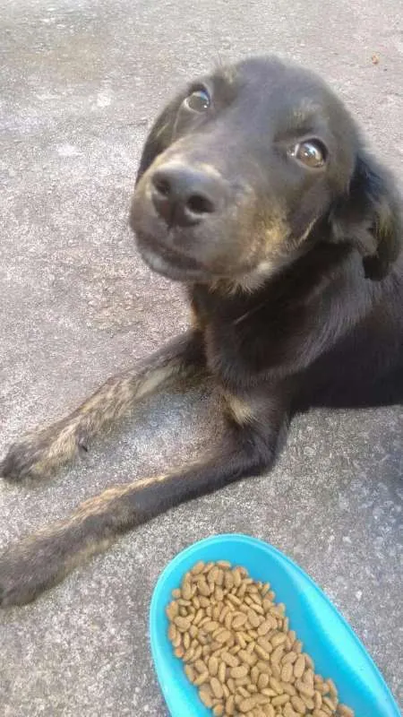 Cachorro raça Viralata idade 2 a 6 meses nome Pretinho