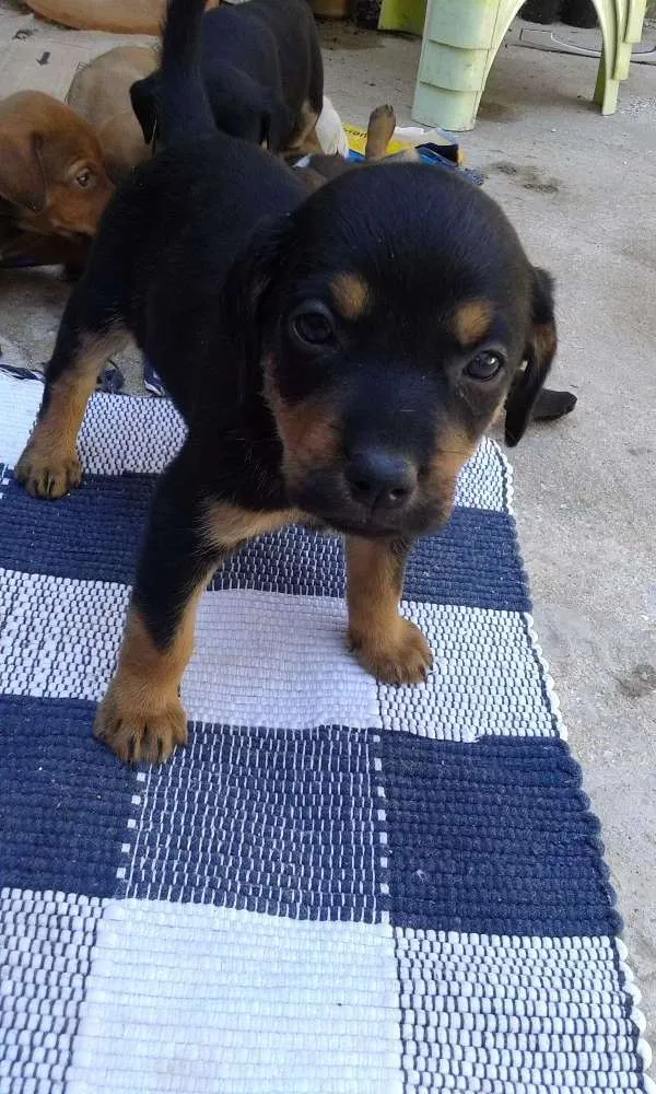 Cachorro raça Vira latas idade 2 a 6 meses nome Filhotes