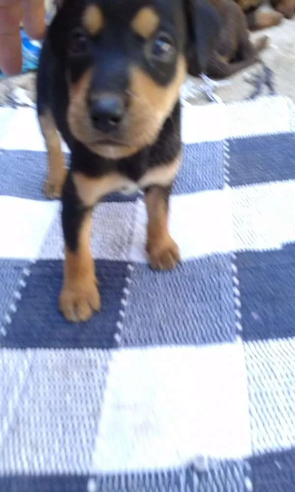 Cachorro raça  idade 2 a 6 meses nome Filhote
