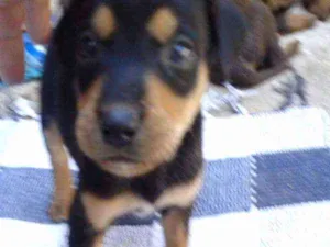 Cachorro raça  idade 2 a 6 meses nome Filhote