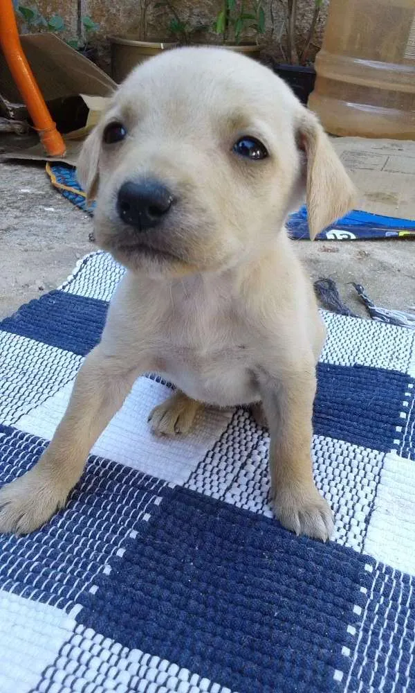 Cachorro raça  idade 2 a 6 meses nome Filhote