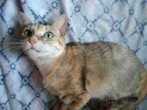 Gato raça FELINA idade 7 a 11 meses nome BIBI