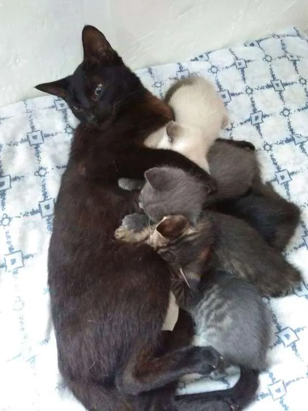 Gato ra a felina idade 1 ano nome pretinha
