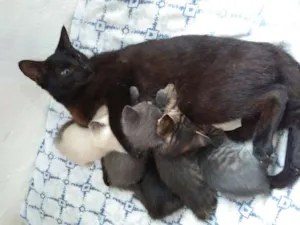Gato raça felina idade 1 ano nome pretinha