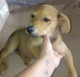 Juju