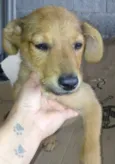 Juju