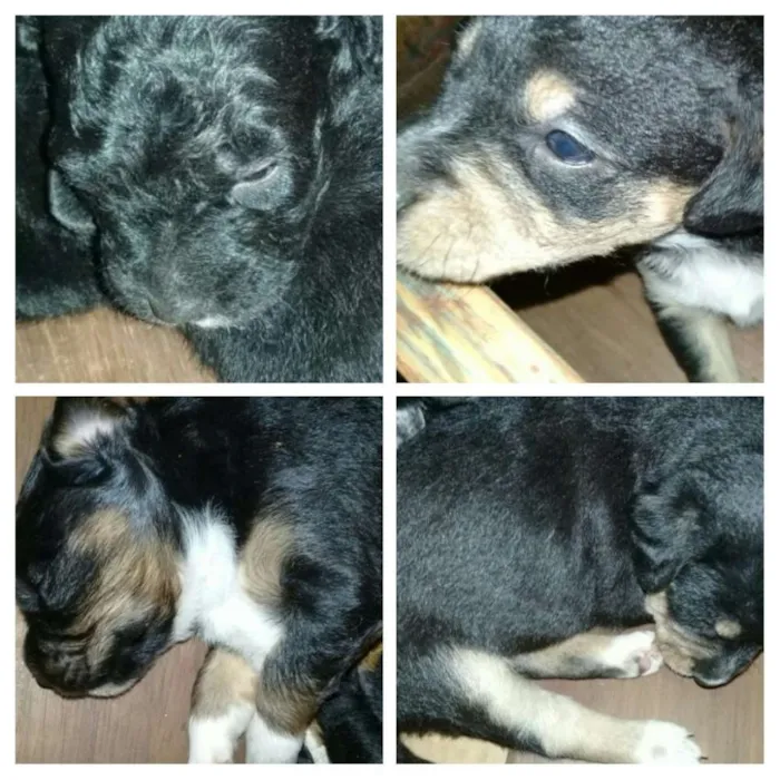 Cachorro ra a Ninhuma idade  nome Filhotes para doação