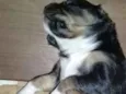 Filhotes para doação