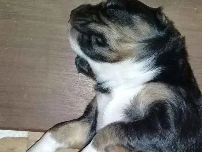 Cachorro ra a Ninhuma idade  nome Filhotes para doação