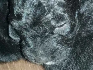 Cachorro raça Ninhuma idade  nome Filhotes para doação