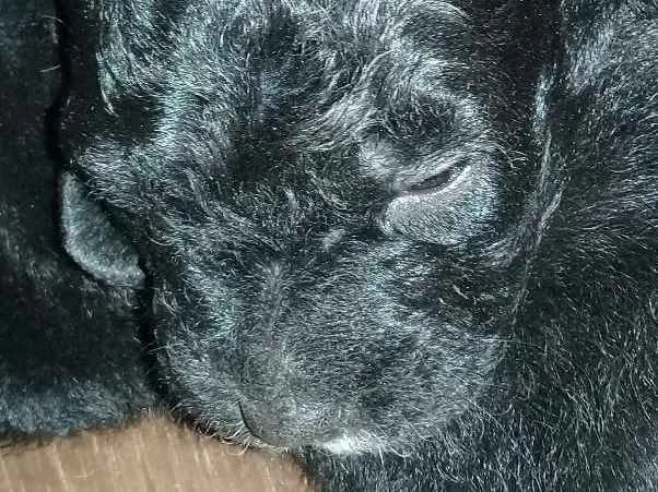 Cachorro ra a Ninhuma idade  nome Filhotes para doação