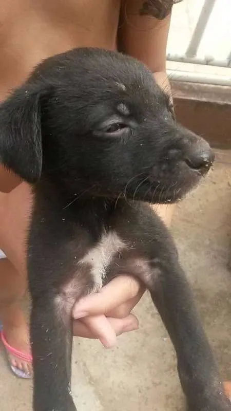 Cachorro ra a Vira- Lata idade Abaixo de 2 meses nome Black