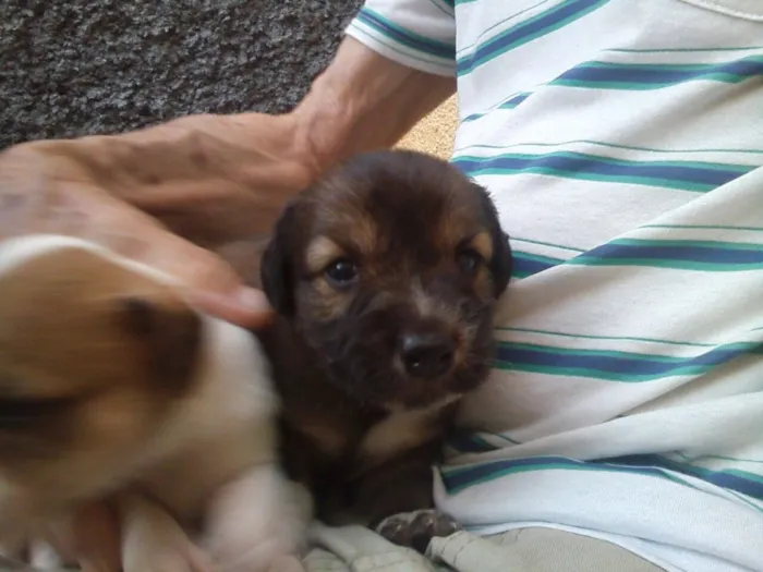Cachorro ra a Indefinida idade Abaixo de 2 meses nome Sem nomes