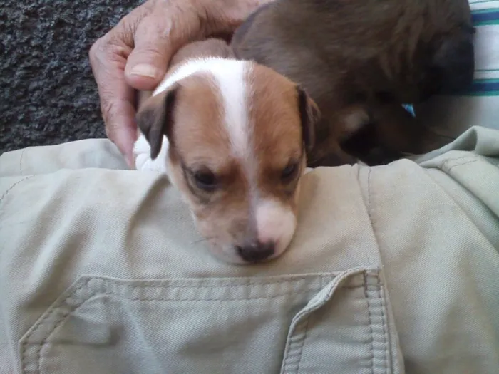 Cachorro ra a Indefinida idade Abaixo de 2 meses nome Sem nomes