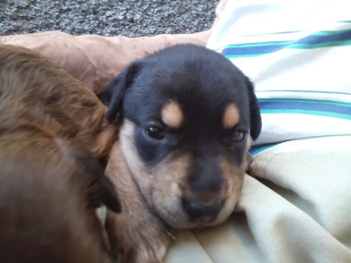 Cachorro ra a Indefinida idade Abaixo de 2 meses nome Sem nomes