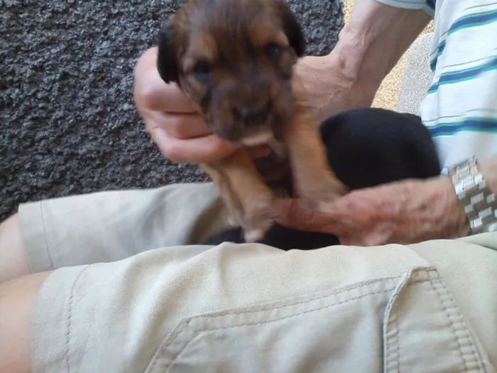 Cachorro ra a Indefinida idade Abaixo de 2 meses nome Sem nomes