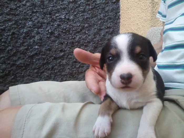 Cachorro ra a Indefinida idade Abaixo de 2 meses nome Sem nomes