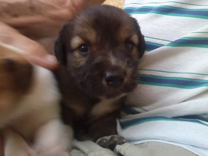 Cachorro ra a Indefinida idade Abaixo de 2 meses nome Sem nomes