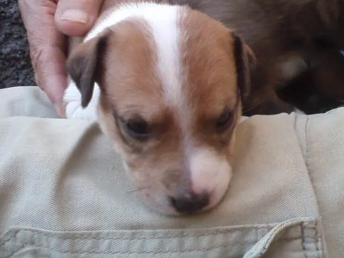 Cachorro ra a Indefinida idade Abaixo de 2 meses nome Sem nomes