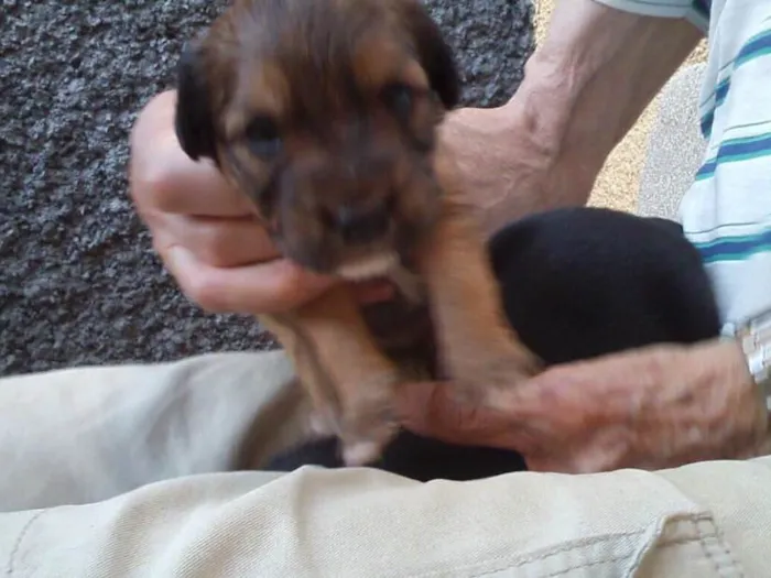 Cachorro ra a Indefinida idade Abaixo de 2 meses nome Sem nomes
