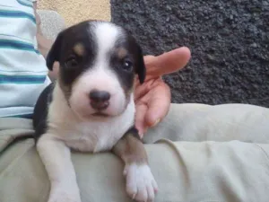 Cachorro raça Indefinida idade Abaixo de 2 meses nome Sem nomes