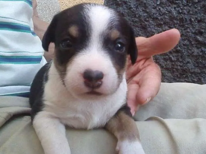 Cachorro ra a Indefinida idade Abaixo de 2 meses nome Sem nome