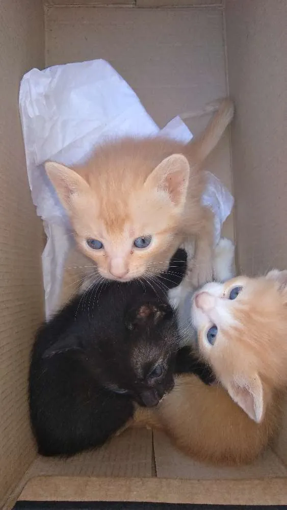 Gato ra a Srd idade Abaixo de 2 meses nome Filhotes abandonados